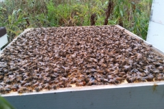 Full Hive