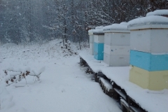 Winter Hives