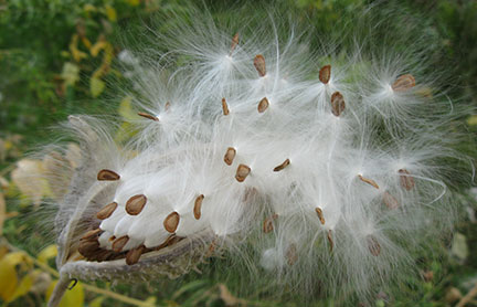 Collecting Milkweed Seeds In The Fall
