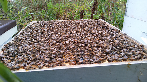 When To Add Another Box To Your Hive