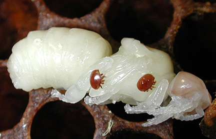 Varroa Destructor: An In Depth Introduction to the Honey Bee’s Most Dangerous Foe