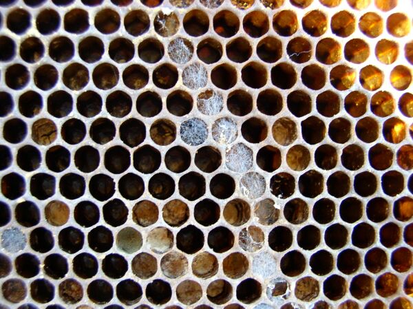 Storing Drawn Comb/The Wax Moth Battle – B&K's Bees