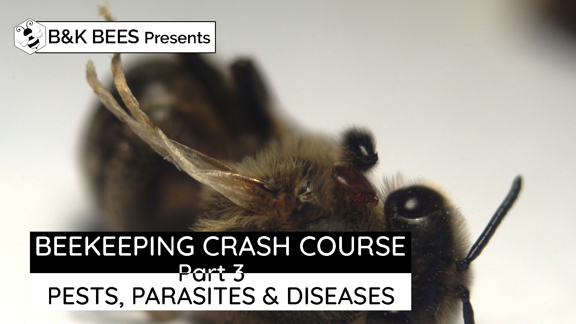 Honey Bee Pests, Parasites And Diseases – Beekeeping Crash Course Part 3 – Slideshow Presentation