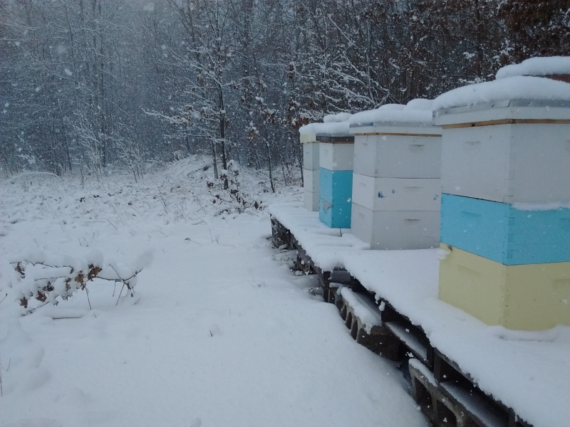 How To Overwinter Bees In A Northern Climate